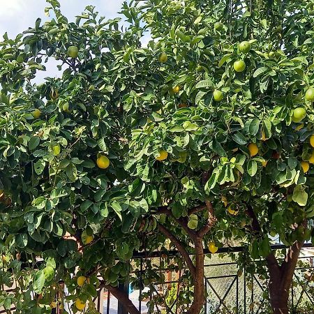 Вілла Πηλιο- Το Εξοχικο Τησ Αννασ- Αφησσοσ Афісос Екстер'єр фото